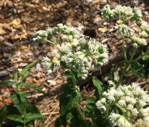 Common Boneset