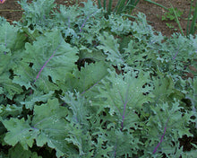 'Dutch-Siberian Napus' Kale Grex