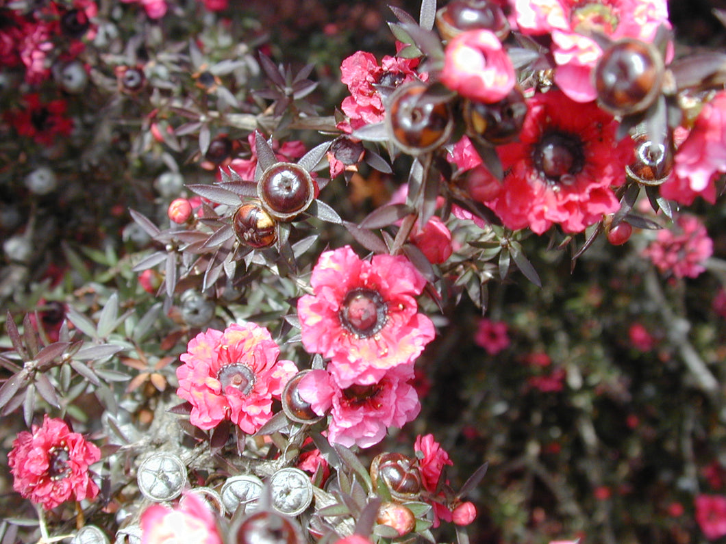 manuka plant seeds Manuka – Experimental Farm Network Seed Store