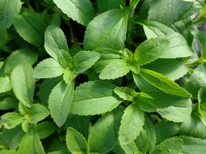 Stevia