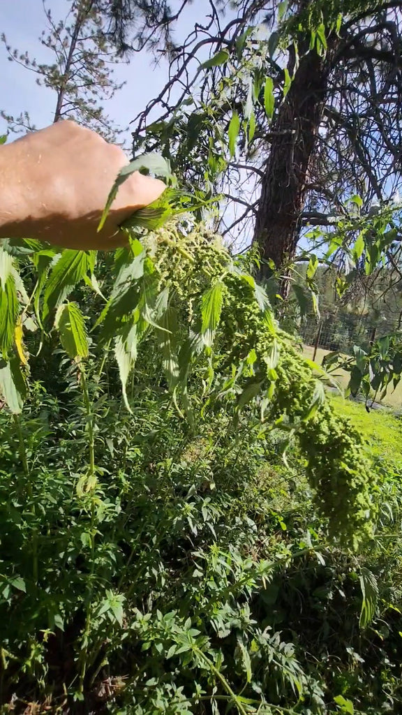 'Less Sting' Stinging Nettles – Experimental Farm Network Seed Store