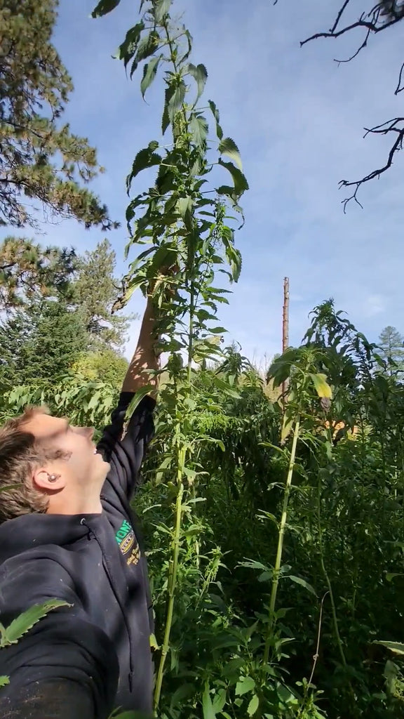 'Less Sting' Stinging Nettles – Experimental Farm Network Seed Store