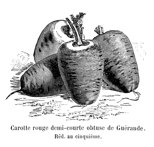 'Rouge Demi-courte de Guérande' (Red Half-Short of Guérande) Carrot