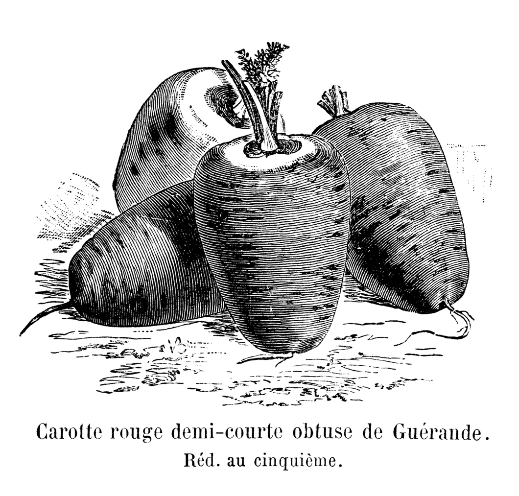 'Rouge Demi-courte de Guérande' (Red Half-Short of Guérande) Carrot