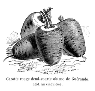 'Rouge Demi-courte de Guérande' (Red Half-Short of Guérande) Carrot