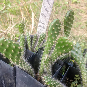 prickly pear cactus new jersey Vineland Hardy' Prickly Pear – Experimental Farm Network Seed Store