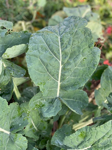 'Wild Dreams' Kale