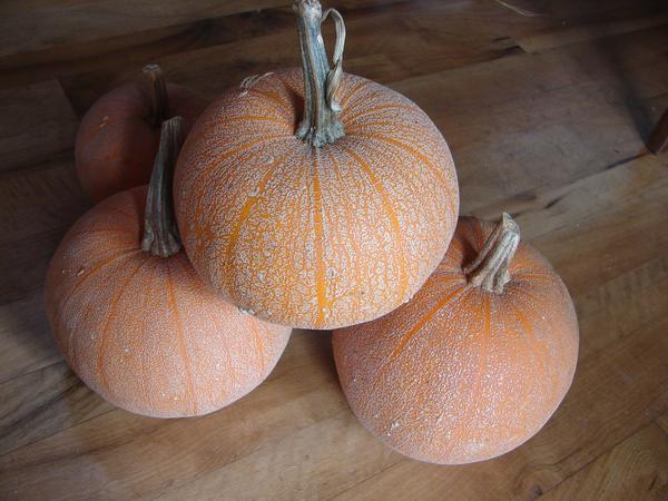 'Winter Luxury Pie' Pumpkin – Experimental Farm Network Seed Store