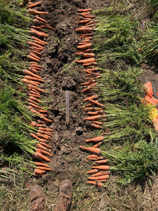 'Wisco Orange' Carrot