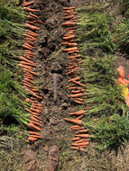 'Wisco Orange' Carrot