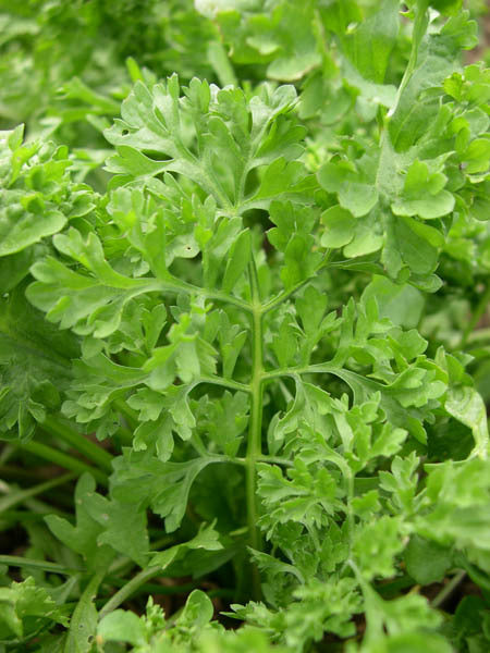 Wrinkled Crinkled Crumpled' Cress – Experimental Farm Network Seed