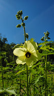 Korean Silkflower