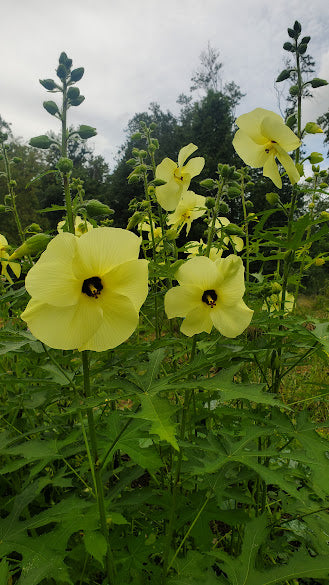 silk flower seeds Korean Silkflower – Experimental Farm Network Seed Store