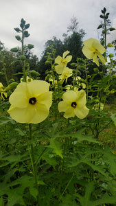 Korean Silkflower