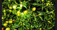 'Aji Sopa' Hot Pepper