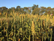 'Allu Jola' Sorghum