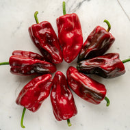 'Alpine Poblano' Pepper