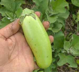 'Badenjan Sesame' Eggplant