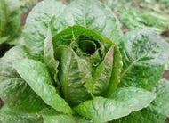 'Bath Island Cos' Lettuce