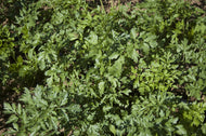 Hungarian Landrace Parsley