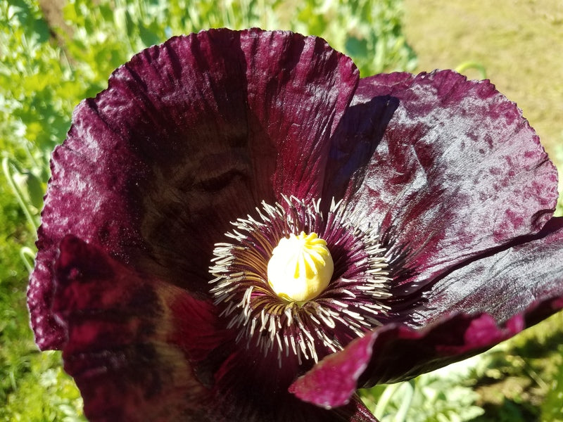 Midnight opium Clearance