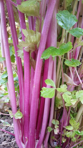 'Chinese Pink' Celery