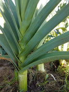 'Delft' Leek