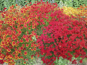 Dyer's Coreopsis