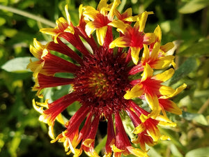 'Gold Star Ruby Tubes' Gaillardia