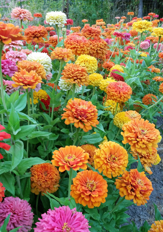 Jim Baggett's Choice Mix' Zinnia – Experimental Farm Network Seed