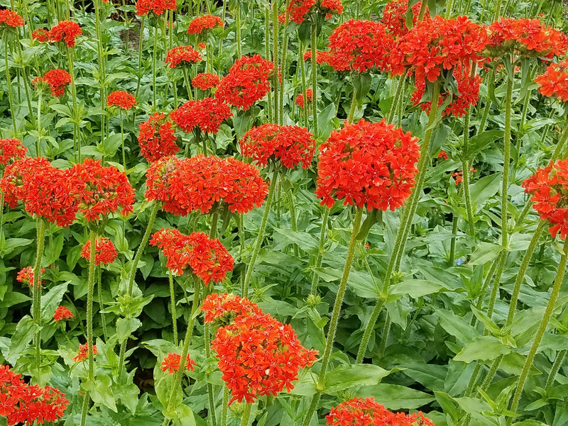 maltese cross flower seeds Maltese Cross