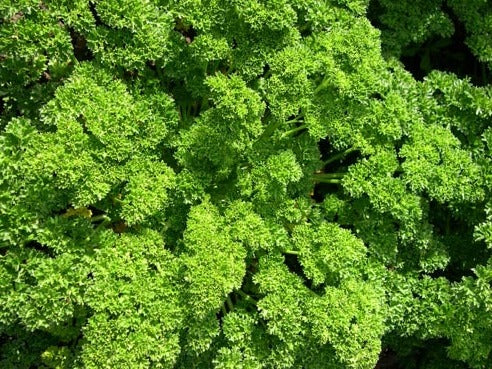 'Moss Curled' Parsley