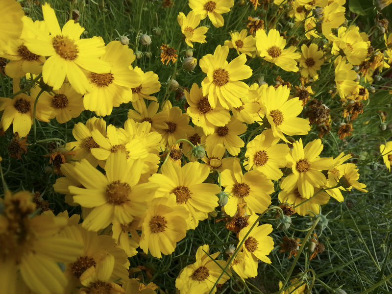 Navajo Tea Experimental Farm Network Seed Store