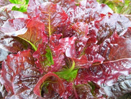 'Outredgeous' Lettuce