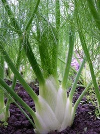'Perfection' Bulbing Fennel