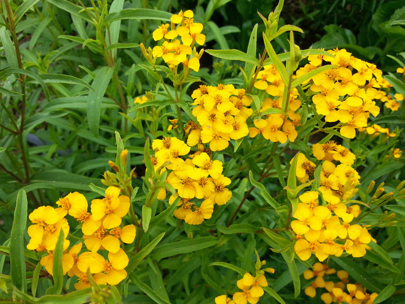 'Pericón' Marigold