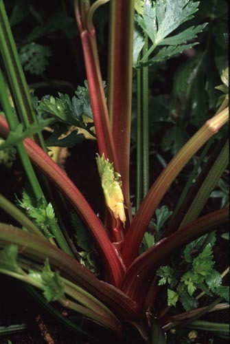 'Redventure' Celery