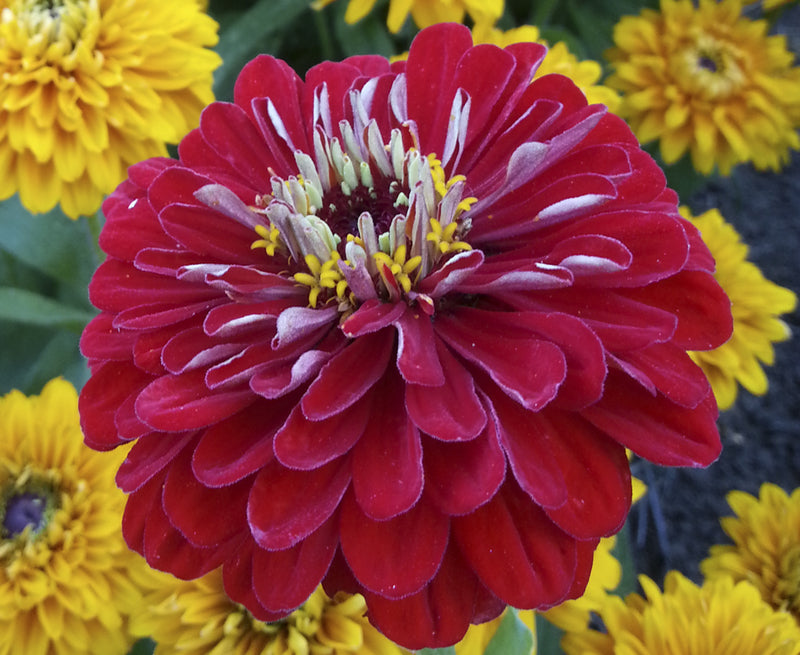 'Scarlet Flame' Zinnia