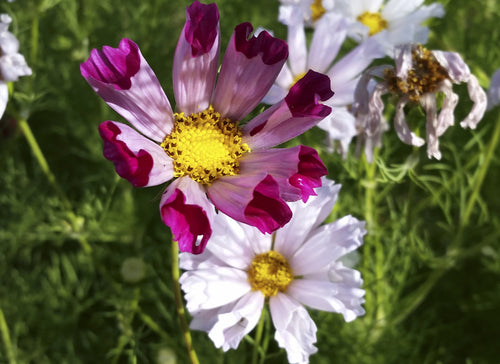 'Seashells Mix' Cosmos