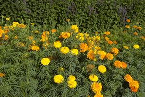 'Shades of Gold' Marigold