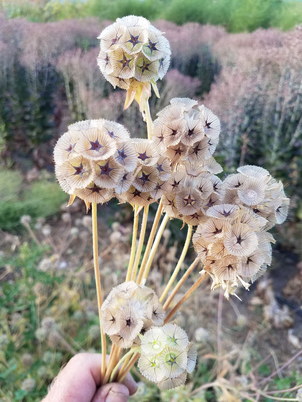 pincushion flower seed Starflower Pincushion' Scabiosa – Experimental Farm Network Seed Store