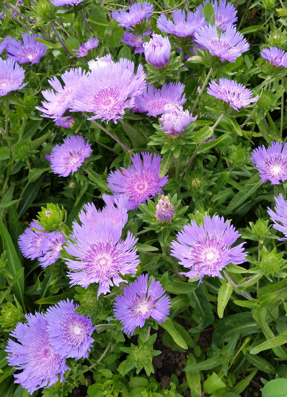 stokes flower seeds 'Stokes Aster' Stokesia