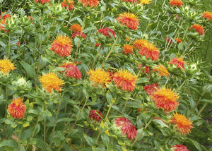 'Superior Orange' Safflower