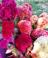 'Temple Bells' Cockscomb Celosia