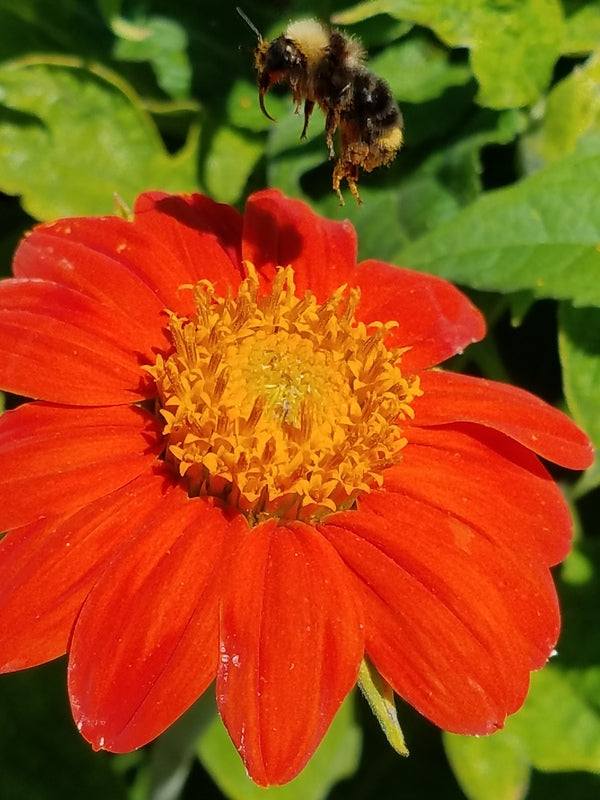 Experimental Farm Network Torch Tithonia