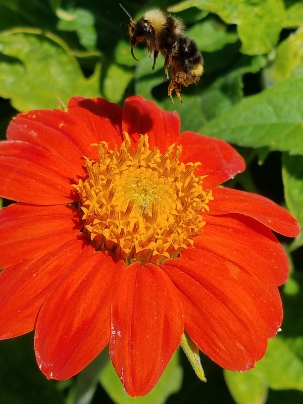 'Torch' Tithonia (Mexican Sunflower)