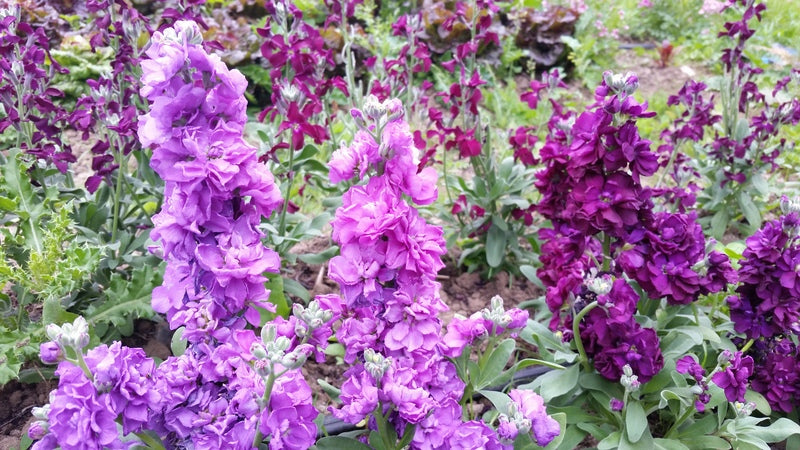 Vicky's Vintage Violet' Stocks – Experimental Farm Network