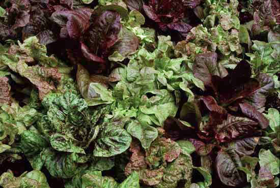 wild garden seed frank morton Wild Garden Lettuce Mix – Experimental Farm Network Seed Store
