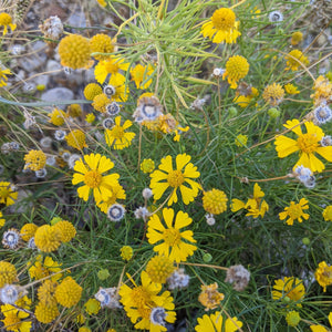 Bitter Sneezeweed