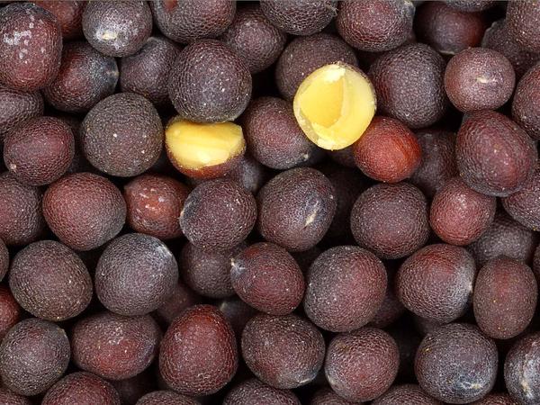 black mustard seeds for planting Black Mustard – Experimental Farm Network Seed Store